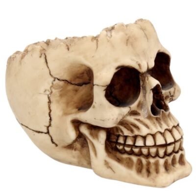 Lobo Skull Open Skull Ornament 14.5cm